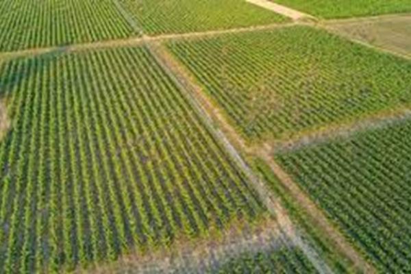 Industrie , immobilier , agriculture ....